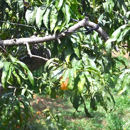 Cuevas Cortijo Gachas גואדיקס