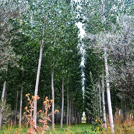 Cuevas Cortijo Gachas * גואדיקס